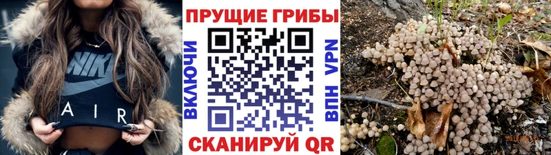 наркота  Краснообск  Галлюциногенные грибы прущие грибы 